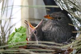 Lebensraum, nest & aussehen des weidenlaubsängers im steckbrief. Amsel Aufzucht So Kann Sie Gelingen