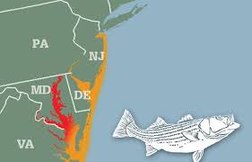 Striper Migration Map April 9 2015 Surf Fishing