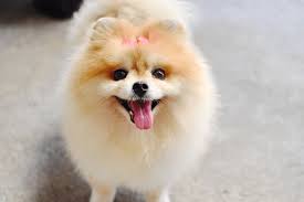 Best Quality Pomeranian Puppies For Sale In Singapore January 2022