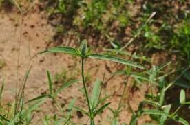 Image result for Pandiaka