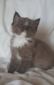 Adopted Ragdoll Kitten Sepia Seal Mitted Girl Ragdoll Cat Ragamuffin Cat Ragdoll Kitten