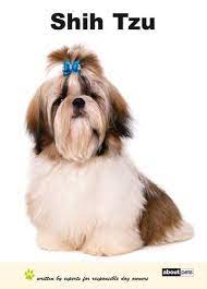 High to low nearest first. Buy Shih Tzu Dog Breed Expert Series Book Online At Low Prices In India Shih Tzu Dog Breed Expert Series Reviews Ratings Amazon In
