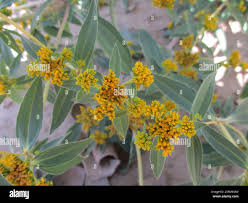 Image result for Flaveria bidentis