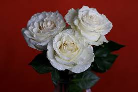 Bunch of beautiful white rose flowers blooming in the branch of green leaves plant growing in the garden, nature photography. Rose White Flower Free Photo On Pixabay