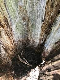 In most cases, it's best to simply leave the tree cavity alone, but in some instances, filling it may be the best option. Looked Inside A Hollow Tree Marijuanaenthusiasts