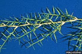 Image result for Cynodon dactylon