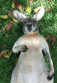 Kangaroo Chilling Cute Animals Animals Animals Beautiful