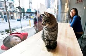 Tyvärr finns det inga rundturer eller aktiviteter att boka online för det/de datum du valt. Cat Cafe Offers A Place To Snuggle With Reservations The New York Times