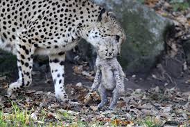 The female cubs are just three weeks old and are being raised by staff at the zoo, who are bottle. Why So Cute Newborn Cheetah Cubs Charm Visitors To Australian Zoo The New Indian Express