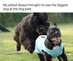 Good Frik Is That Vladimirs Spirit Animal Chasing The Pitbull Funny Pictures Cute Funny Animals Funny Animals