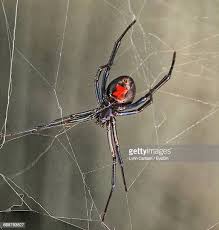 2 768 Fotografias E Imagens De Black Widow Getty Images