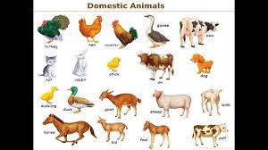 Domestic Animals Name In English With Picture And Sound