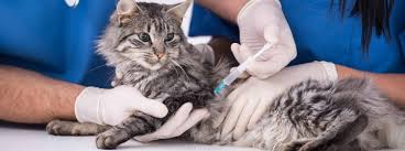 Topics covered are key issues associated with any cat that is exposed to the outdoors, or any indoor cat that could possibly come in contact with a bat some cats need to have their teeth cleaned (under general anesthesia) yearly, yet others may be fine. Cat Vaccinations Feline Shots Treatments Morinville Vet Clinic