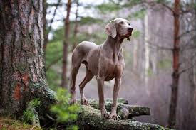 Puppy love weimaraners pattys puppy love farm is located near greensboro nc in julian. Weimaraner All About Dogs Orvis