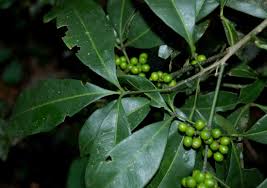 Image result for Vepris