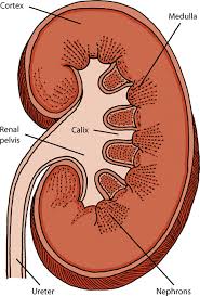 Another version of kidney adenocarcinoma, known as cystadenocarcinoma, is less aggressive; Noninfectious Diseases Of The Urinary System Of Cats Cat Owners Veterinary Manual