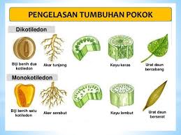 Urat daun jejala (pokok bunga balong ayam) dan urat daun selari (pokok akar banar).; Sains Kssm Tingkatan 2 Bab 1 Ppt Download