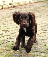 We expect every breeder to comply with all state laws and follow strict guidelines that we have put in place. Boykin Spaniel Puppy Looks Just Like My Charlotte Cocker Spaniel Puppies Boykin Spaniel Puppies Spaniel Dog