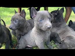 Puppyfinder.com is your source for finding an ideal dutch shepherd dog puppy for sale in usa. Working Dutch Shepherd Puppies For Sale Youtube