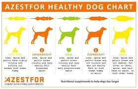 Evaluating The Dogs Weight Dog Rehabilitation