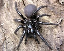The Most Dangerous And Poisonous Spiders In The World Con Imagenes Arana Australiana Insectos Raros Animales Venenosos