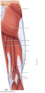 Have a product modelling and rendering project?. Muscles On Posterior Thigh Diagram Quizlet