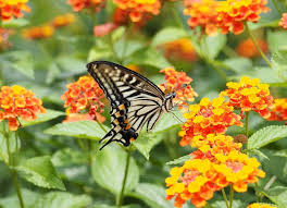 Maybe you would like to learn more about one of these? Everything You Want To Know About Growing Using Lantana The Herb Exchange