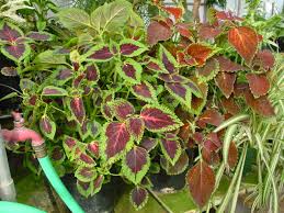 Image result for Coleus esculentus