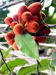 Image result for Uvaria