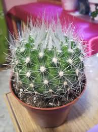 Das artepitheton penicillata stammt aus dem . Parodia Penicillata Cactuseros Com