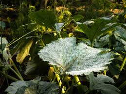 They rapidly expand into larger patches, and often cover a large percentage of the leaf surface. Squash With Mildew What To Do When Squash Leaves Have Powdery Mildew