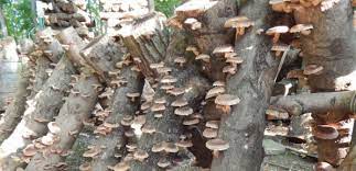 Shocking your logs will wake up your shiitake logs within a week while oyster logs may take up to one month. Grow Your Own Shiitake Mushrooms Pendle Hill A Quaker Study Retreat And Conference Center Near Philadelphia Pennsylvania