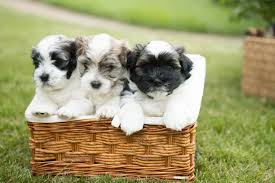 Havanese puppies are happy, clever and sweet dogs equipped with a sharp intelligence and an affectionate nature. Emerald East Havanese Minnesota Akc Registered Havanese Breeders And Puppies For Sale