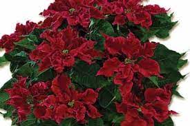 Syngenta Goldfisch Vegetative Green Backyard Christmas Plants Birth Month Flowers