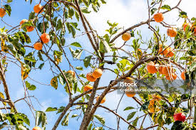 Image result for Manilkara kauki