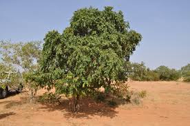 Image result for Combretum adenogonium