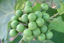 Image result for Solanum torvum