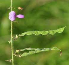 Image result for Desmodium tortuosum