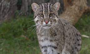 Fishing Cat Smithsonian S National Zoo