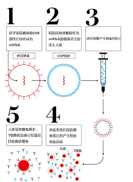Aug 12, 2019 · 而mrna的作用机理使它就像一本餐谱一样，只要你编好rna序列，就可以将细胞变成小型的药物工厂，mrna引导细胞自己产生特定蛋白发挥系统药效。 传统疫苗、dna疫苗和mrna疫苗的若干区别. æ­ç§˜é©¬æ–¯å…‹ çž„å‡† çš„mrnaæŠ€æœ¯ ä»Žæ–°å† ç–«è‹—å‡ºå'æˆ–å°†é¢ è¦†è¡Œä¸š æ¯æ—¥ç»æµŽæ–°é—»