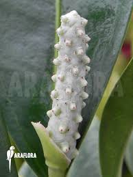 Image result for Satyrium trinerve