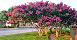 Free shipping on orders over $99 with arrive alive guarantee from the tree center. I Grow Over 30 Varieties Of Crape Crape Myrtle Guy Facebook