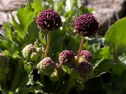 Image result for Sanicula