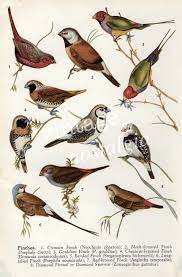 Vintage Australian Birds Print Finches Vintage Bird Illustration Home Decor Bird Decor 4 95 Via E Bird Illustration Vintage Bird Illustration Vintage Birds
