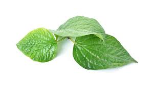 Untuk itu perlu pengobatan secara cepat dalam menghilangkan benjolan di rahang atas dengan mengkonsumsi ace maxs secara aman tanpa menimbulkan efek samping. Cara Mengobati Benjolan Di Leher Dengan Daun Sirih Info Kesehatan Obat Benjolan Leher