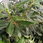 Image result for Warburgia ugandensis