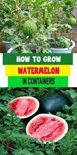 How To Grow Watermelon In Containers How To Grow Watermelon Container Gardening Diy Container Gardening