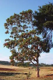 Image result for Hagenia abyssinica