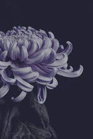 Pin On Flowers Galore