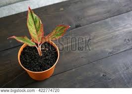 It is an excellent choice for adding a splash of colour to brightly lit kitchens, bathrooms, and dining rooms. Aglaonema Red Lipstick Image Photo Free Trial Bigstock